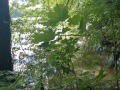 IMG_20220621_100426-Sredni