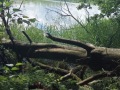 IMG_20220621_101242-Sredni